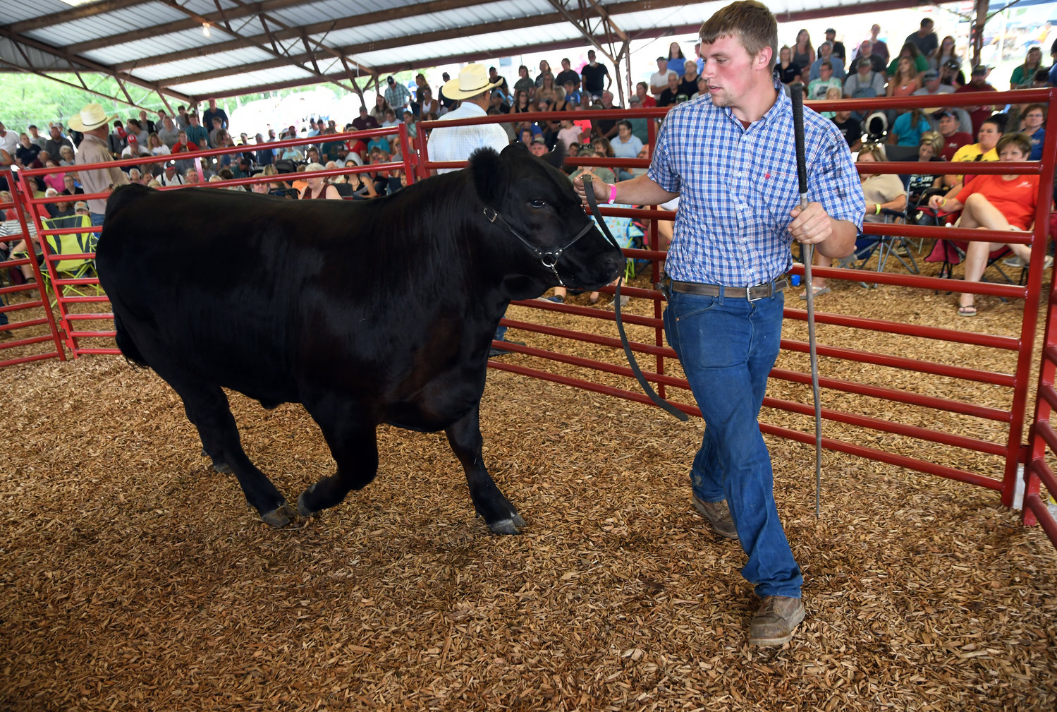 Blaine Reed of the Owensville FFA chapter participated Saturday in his final sale as an exhibitor at the Gasconade County Fair. He was one of several who were acknowledged as exhibitors in their final sale.